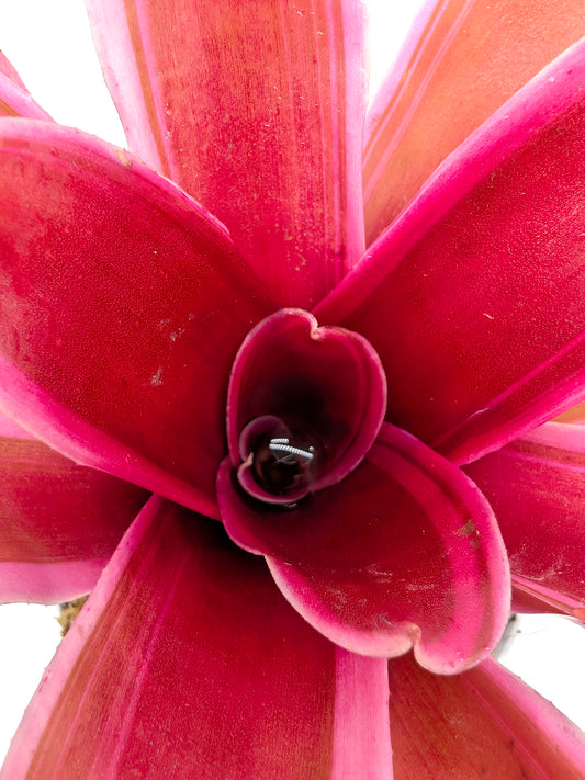 Neoregelia Annick