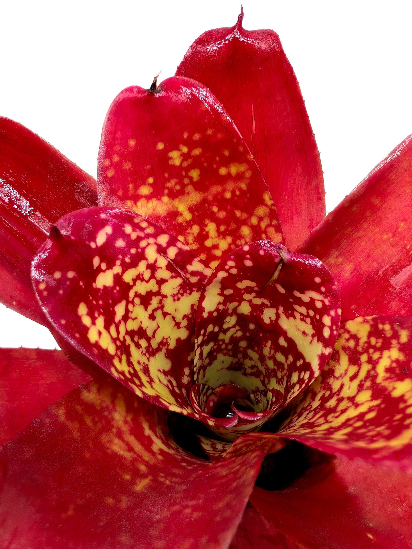 Neoregelia Alan Freeman Hybrid