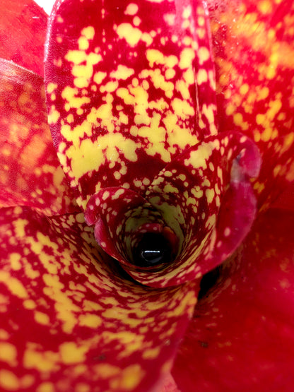 Neoregelia Alan Freeman Hybrid