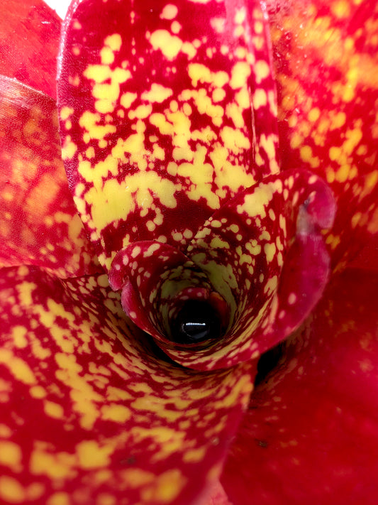 Neoregelia Alan Freeman Hybrid