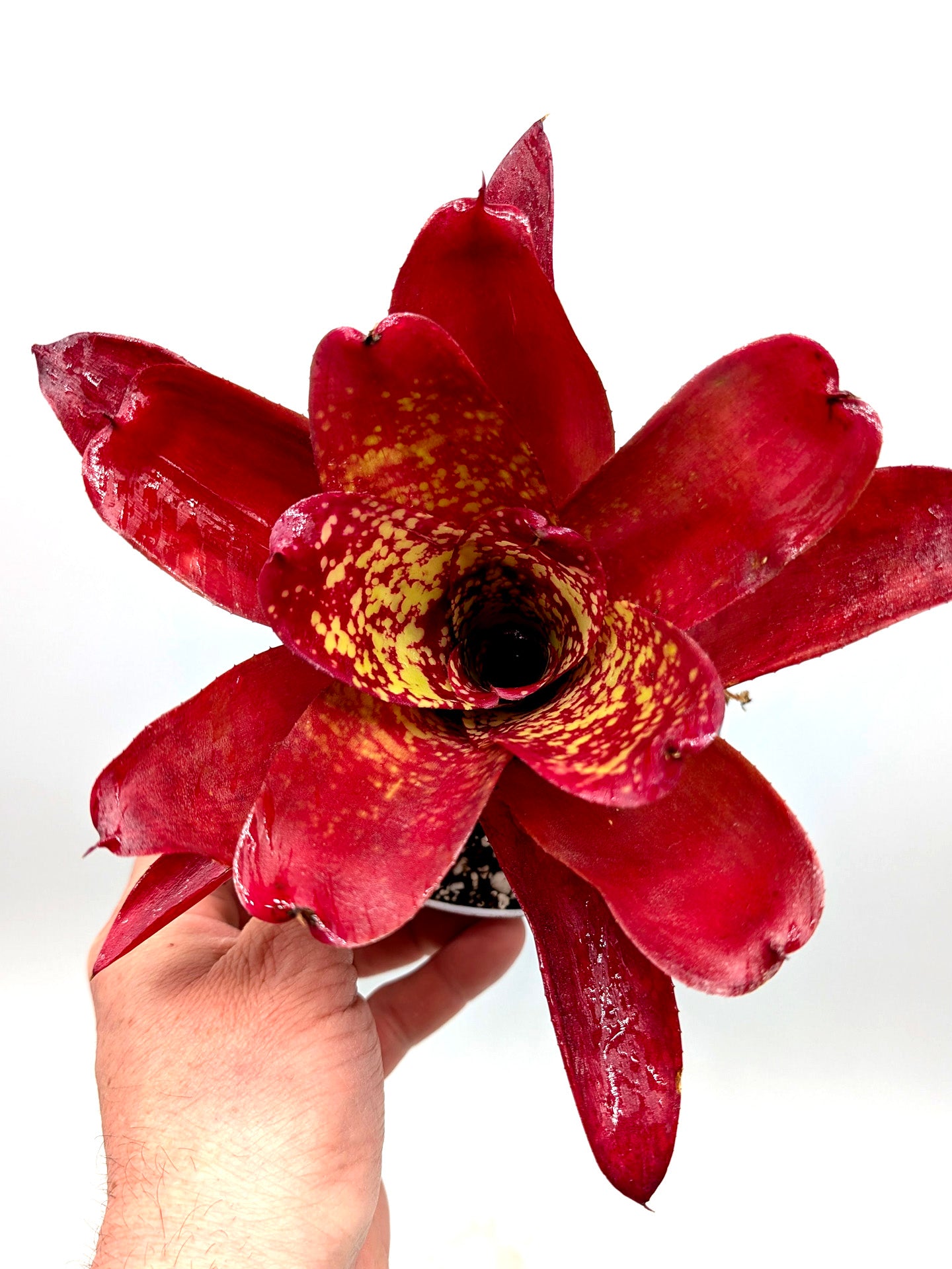 Neoregelia Alan Freeman Hybrid