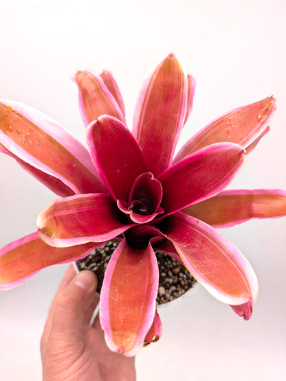 Neoregelia Annick