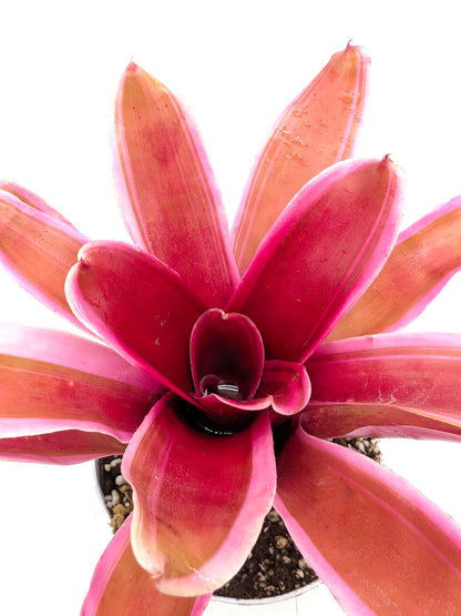 Neoregelia Annick