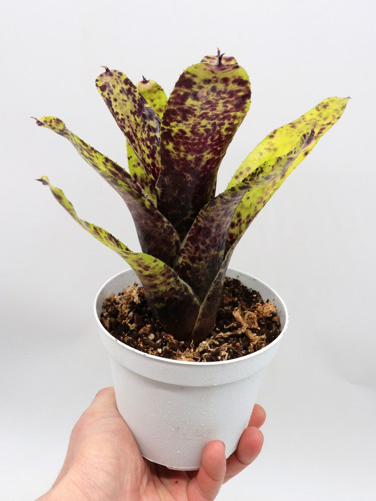 Neoregelia Caviar