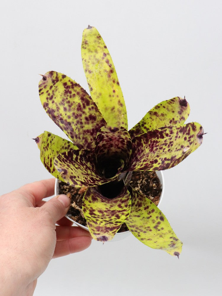 Neoregelia Caviar