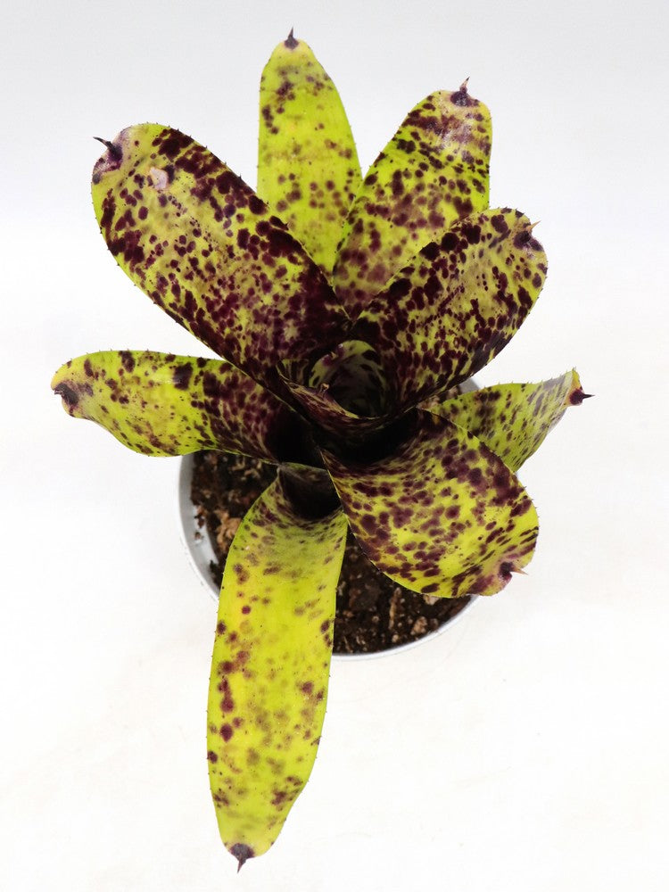 Neoregelia Caviar