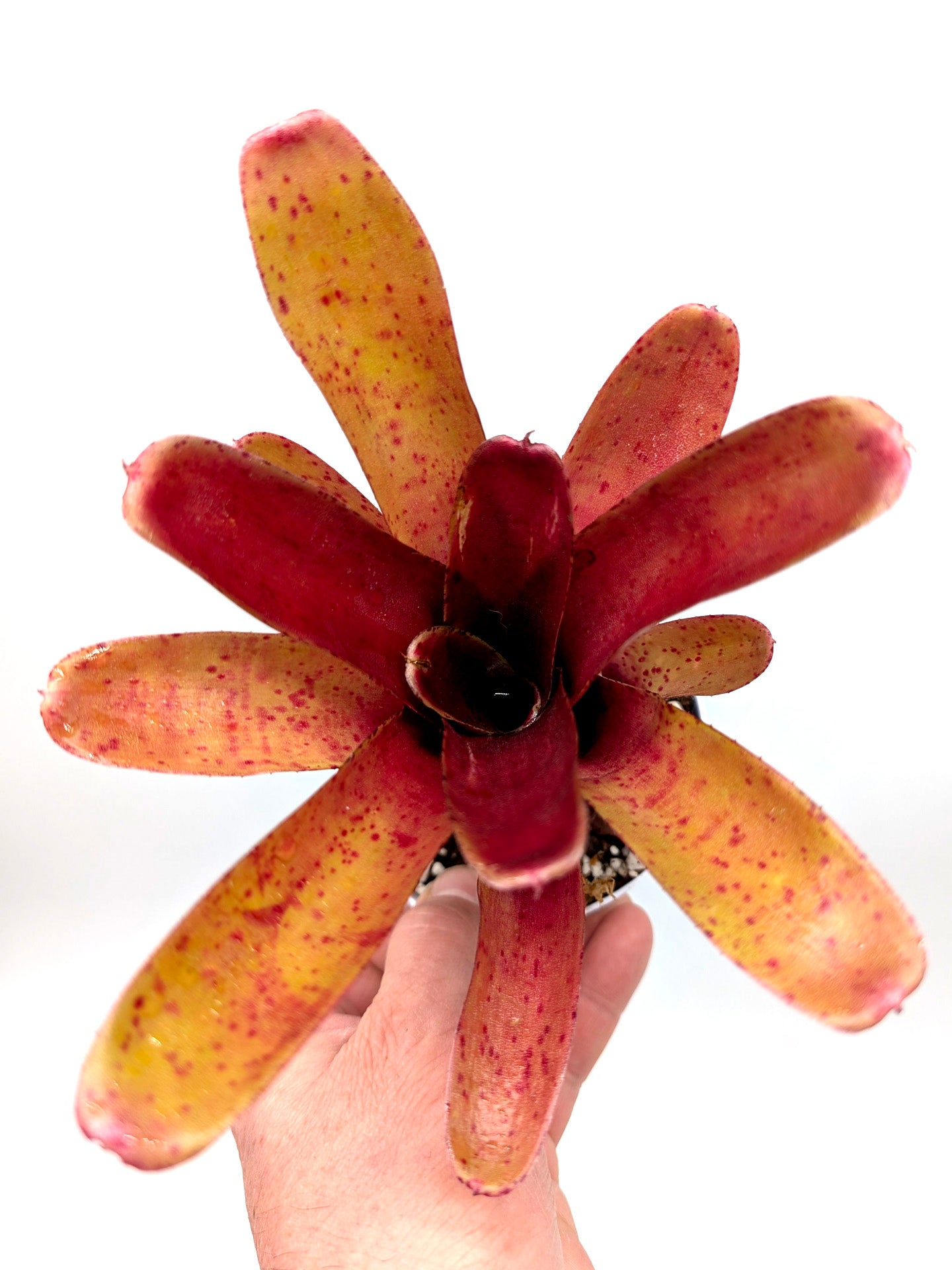 Neoregelia Fireball Spotted
