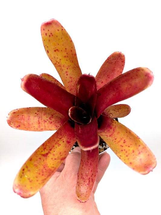 Neoregelia Fireball Spotted