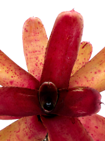 Neoregelia Fireball Spotted
