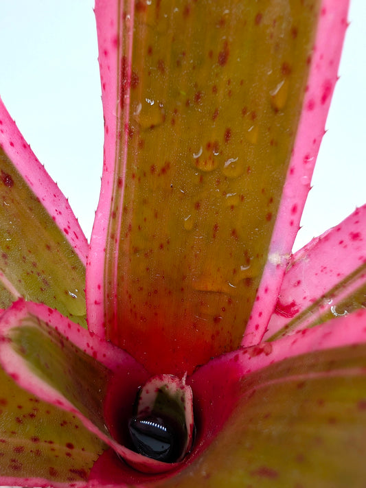 Neoregelia Iphigenie