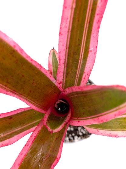 Neoregelia Iphigenie