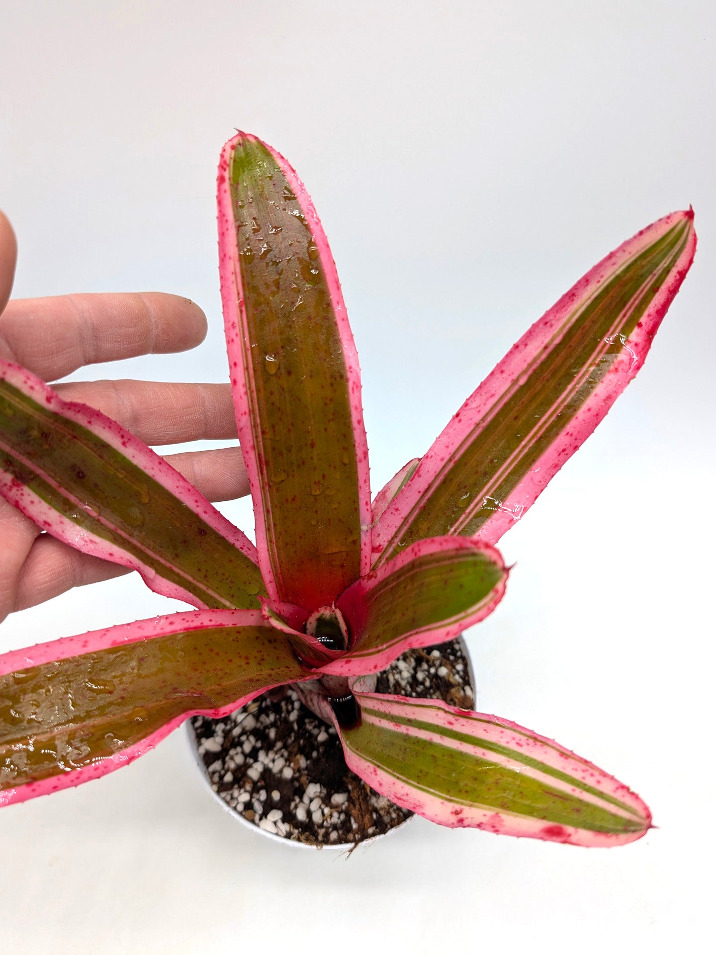 Neoregelia Iphigenie