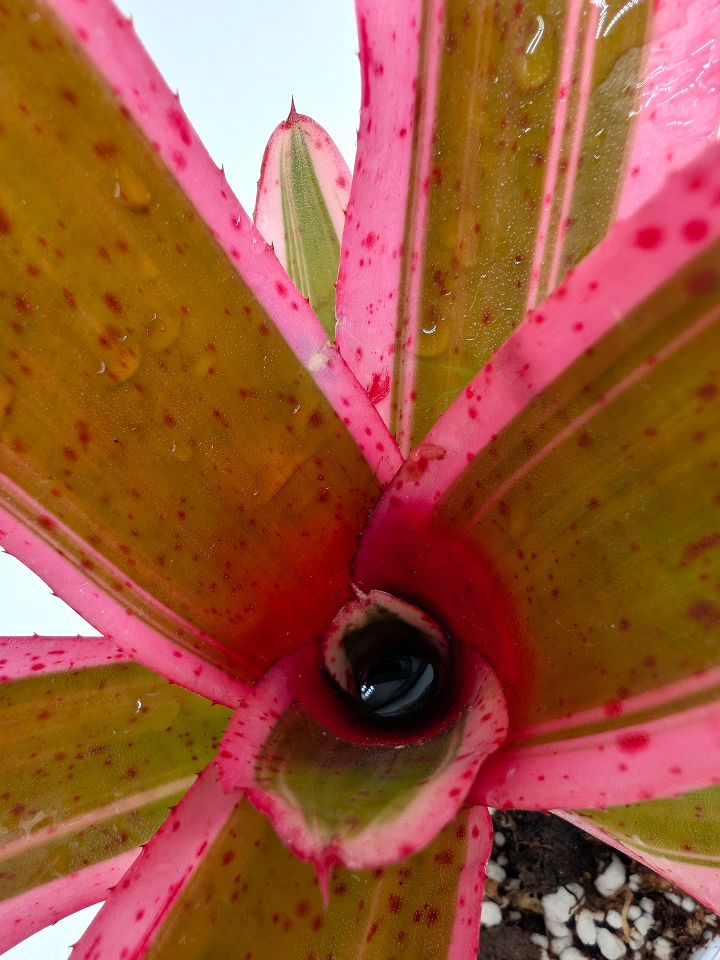 Neoregelia Iphigenie
