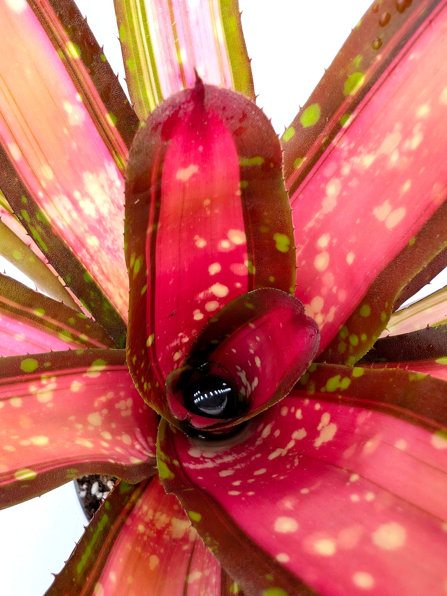 Neoregelia Kohala Dawn Pink