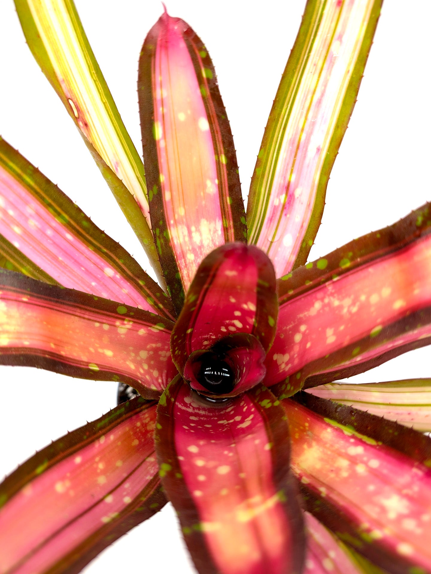 Neoregelia Kohala Dawn Pink