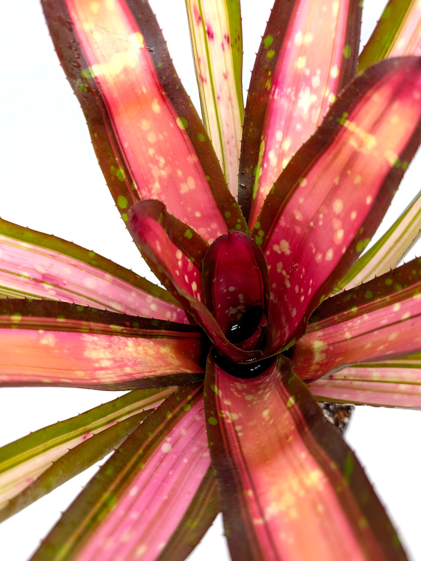 Neoregelia Kohala Dawn Pink
