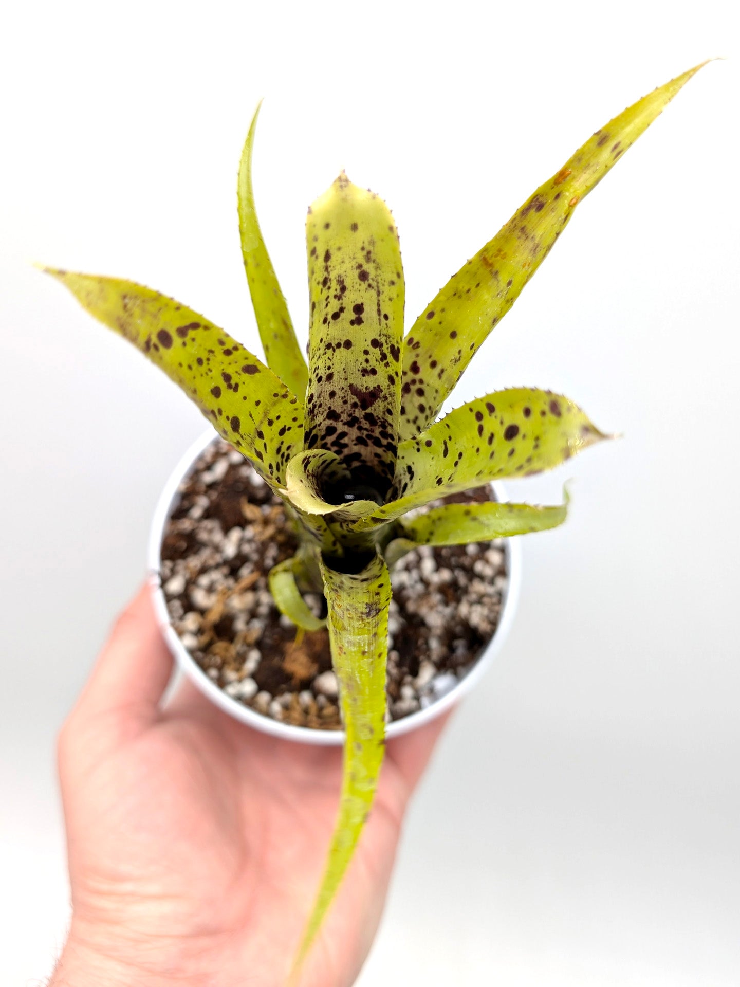 Neoregelia pauciflora