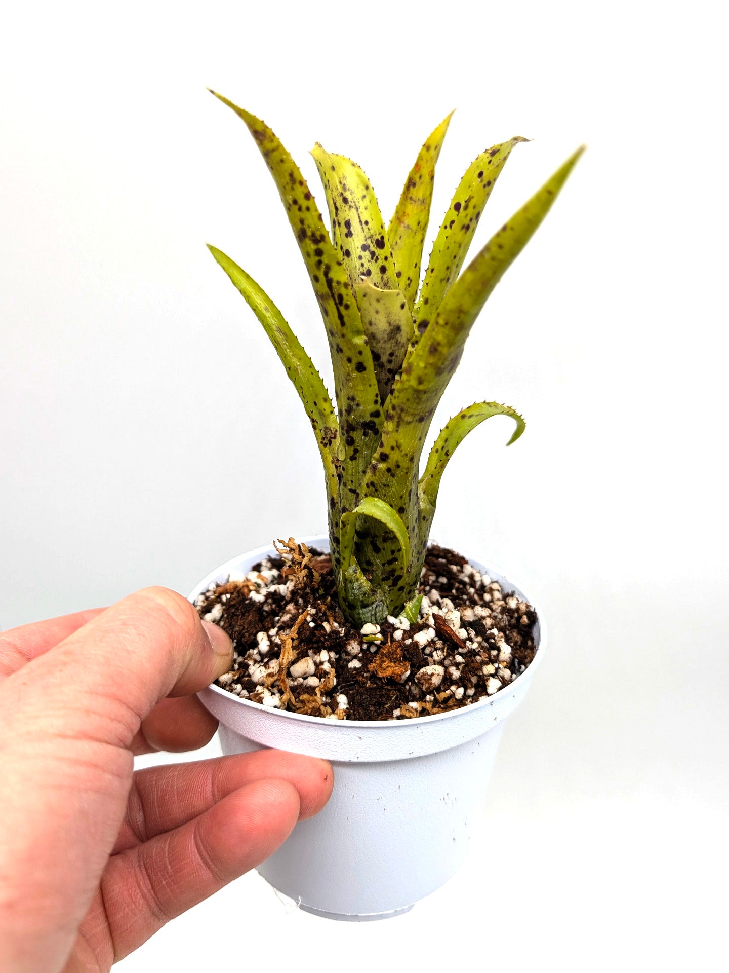Neoregelia pauciflora