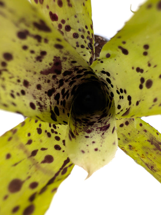 Neoregelia pauciflora