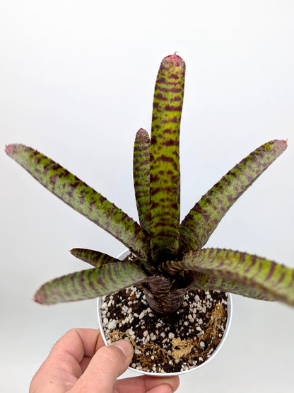 Neoregelia purpurea compacta