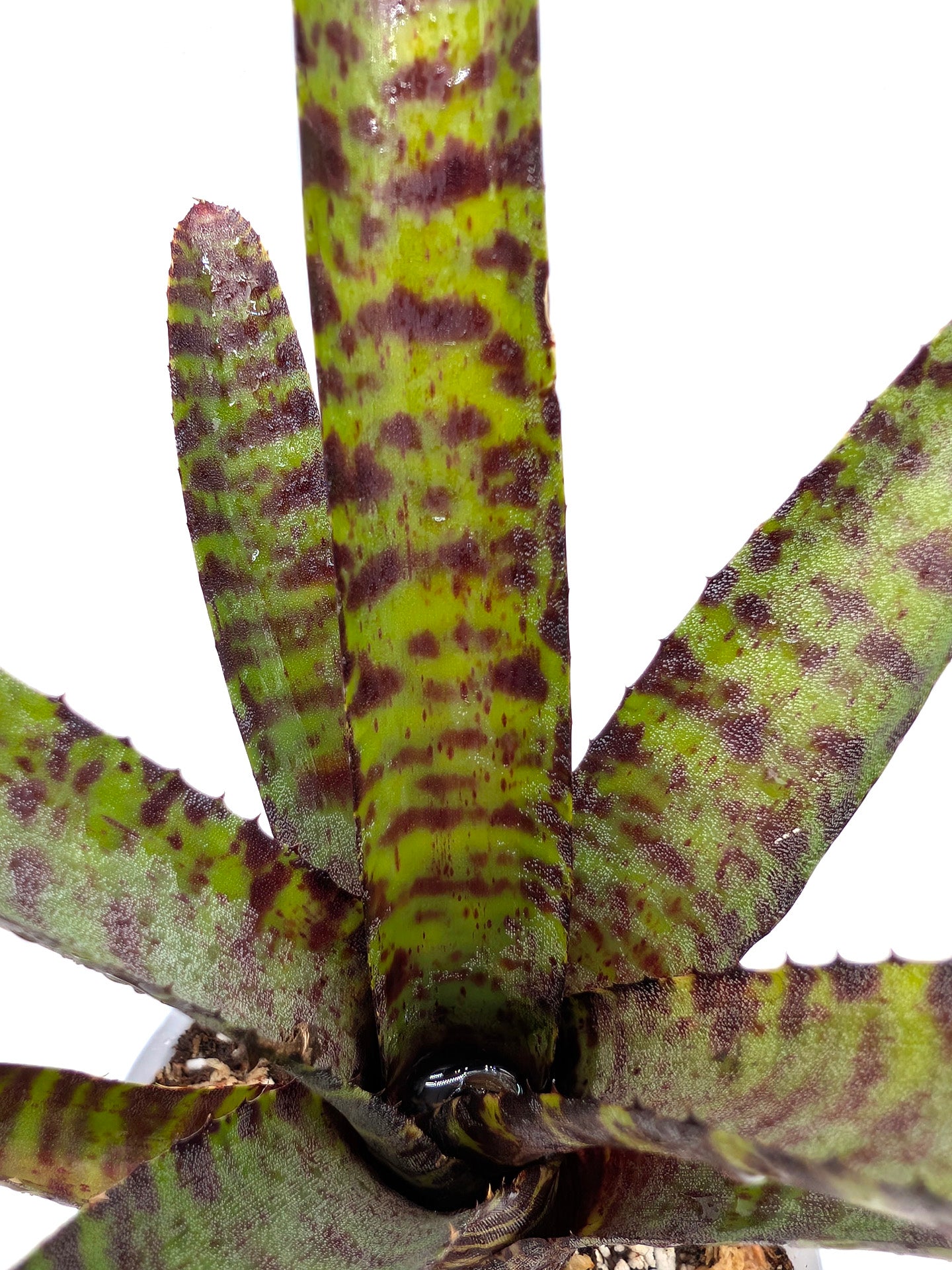 Neoregelia purpurea compacta