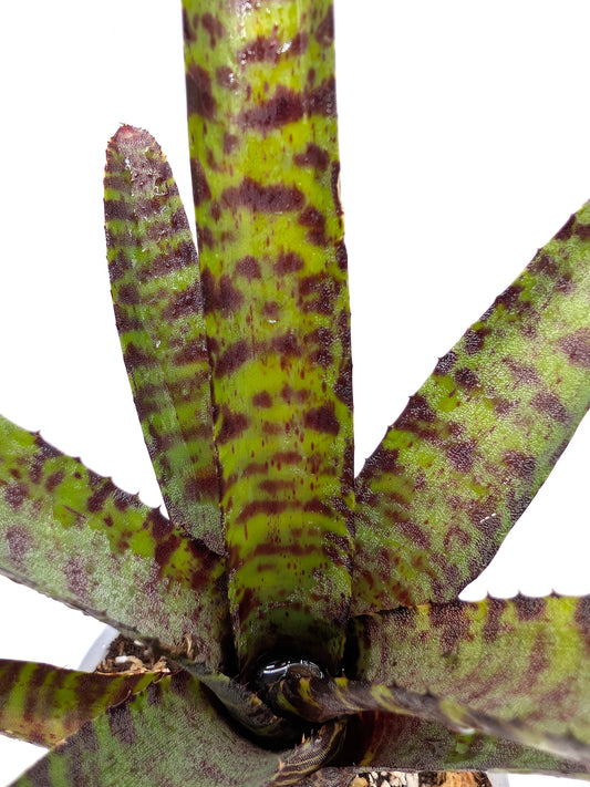 Neoregelia purpurea compacta