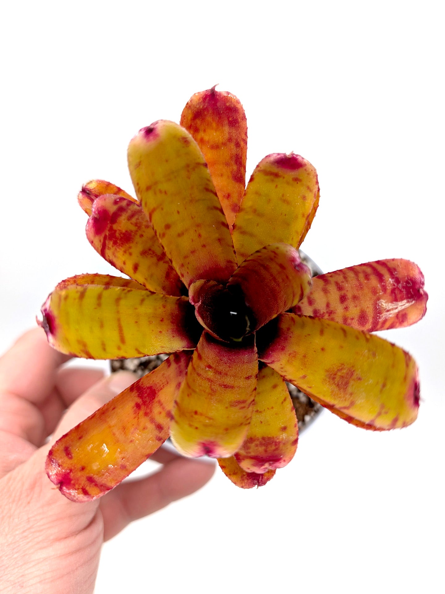 Neoregelia Thera