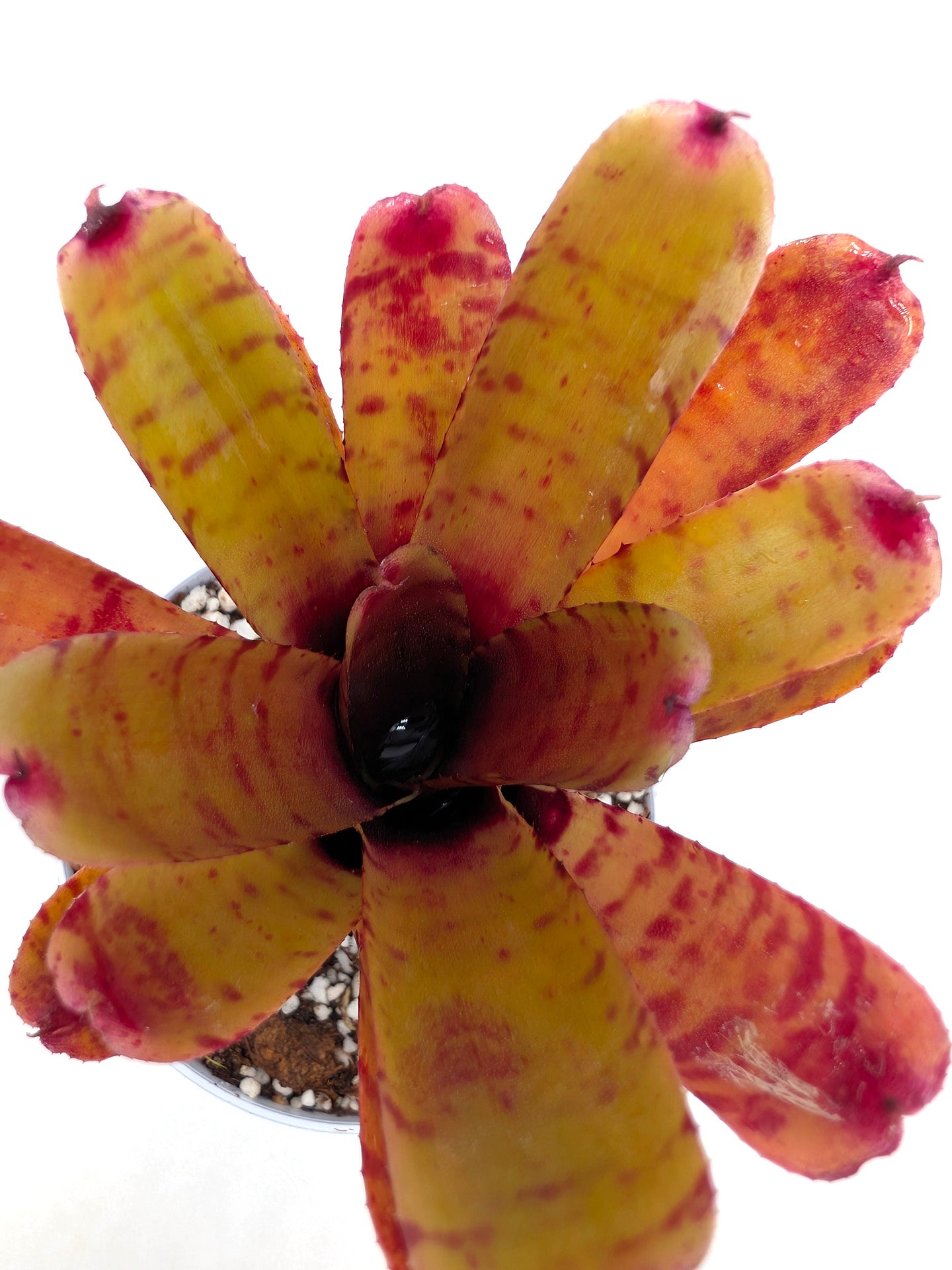 Neoregelia Thera