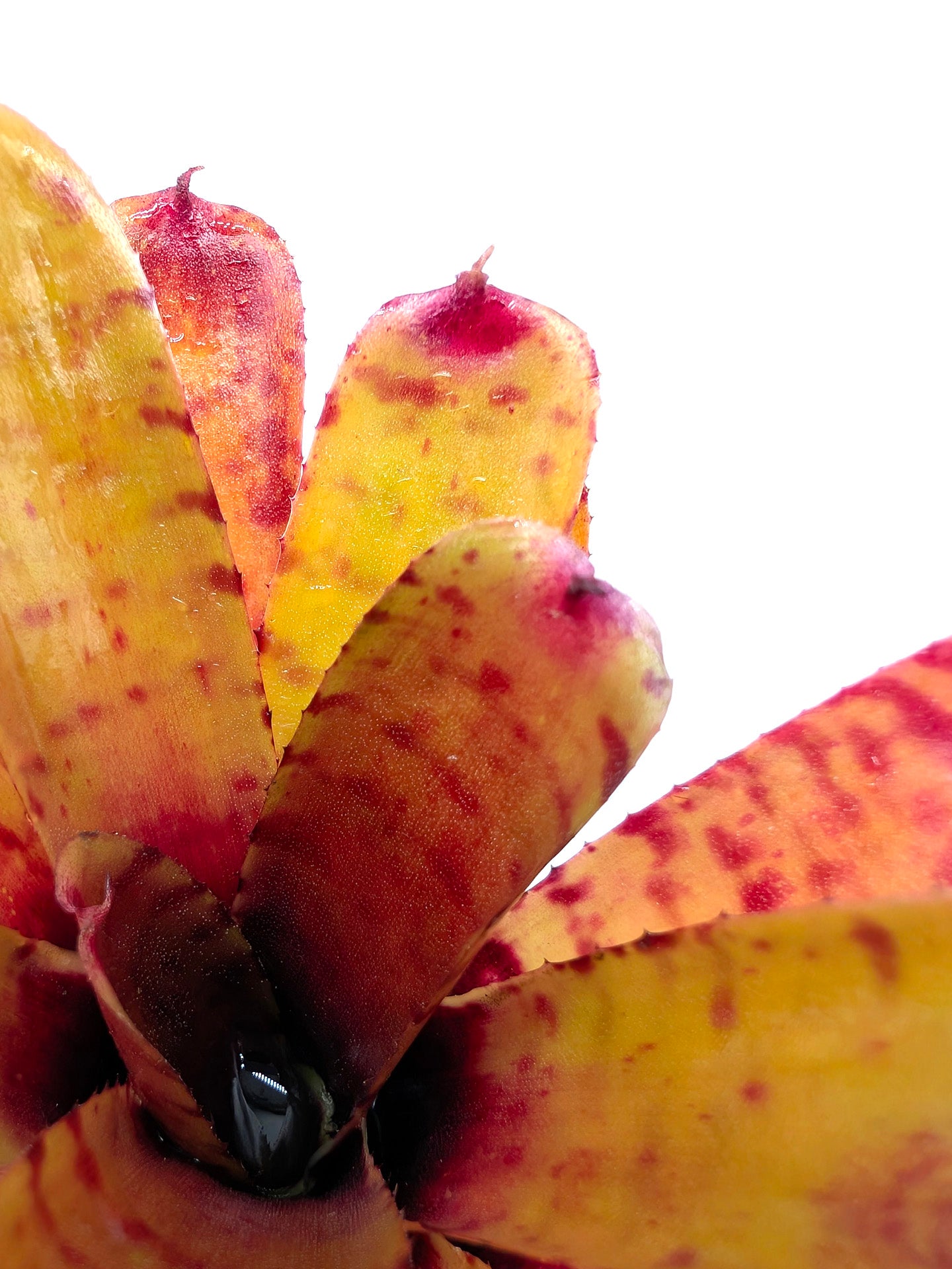 Neoregelia Thera