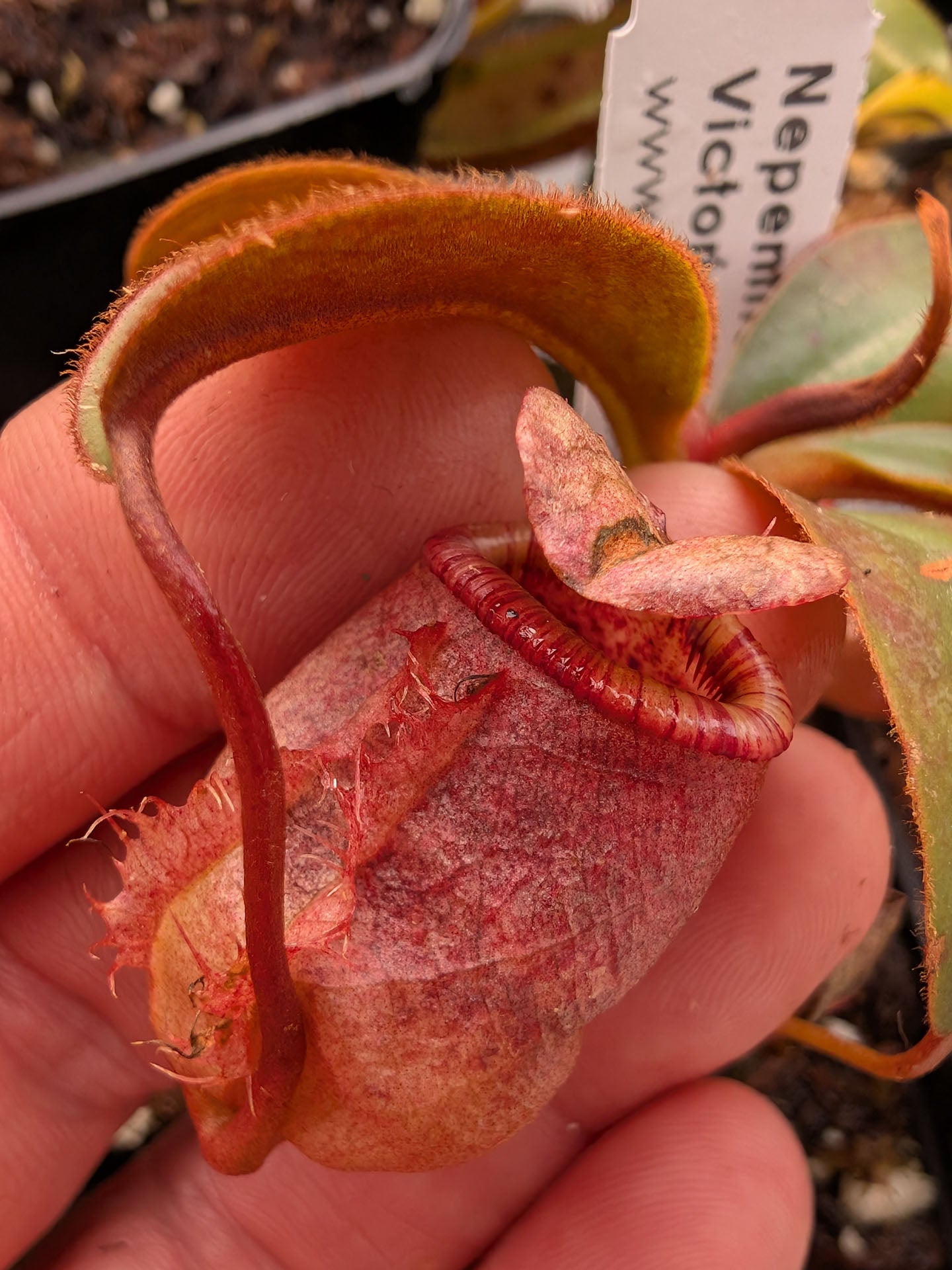 Nepenthes attemboroughii Victoria Peak, Palawan, Philippines