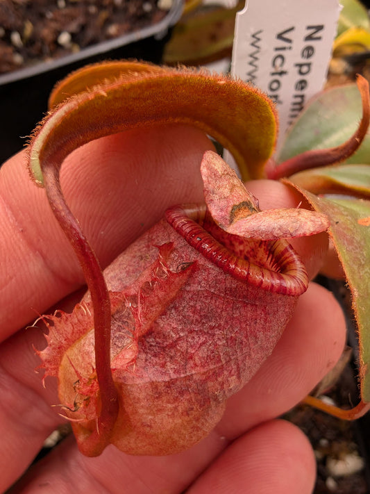 Nepenthes attemboroughii Victoria Peak, Palawan, Philippines