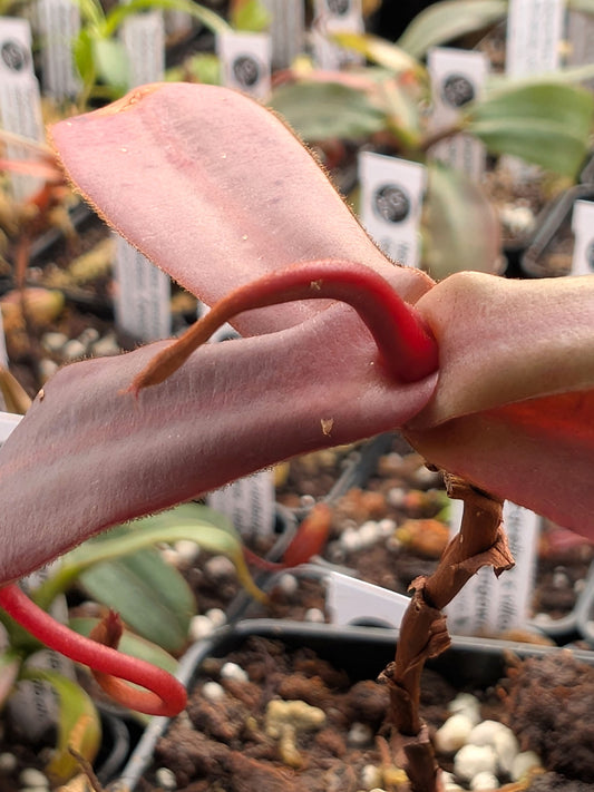 Nepenthes benstonei Bukit Bakar, Kelantan, Malaysia