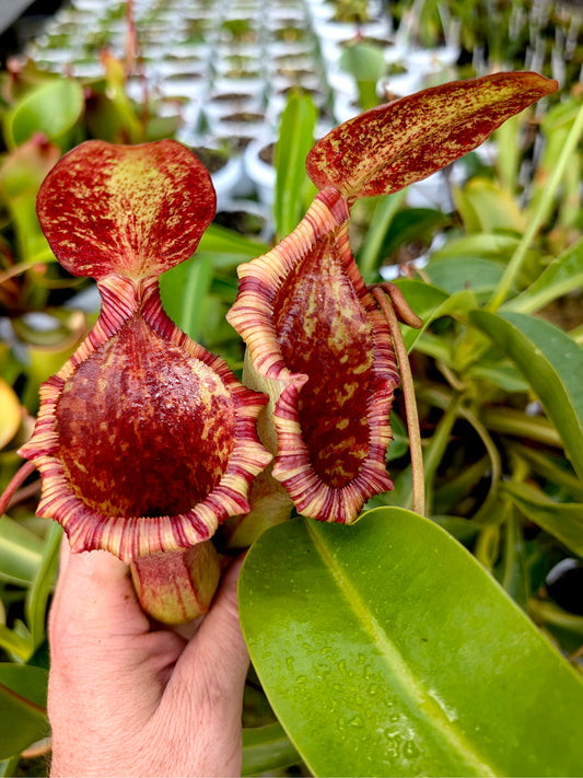 Nepenthes x "Briggsiana"  Lowii x ventricosa
