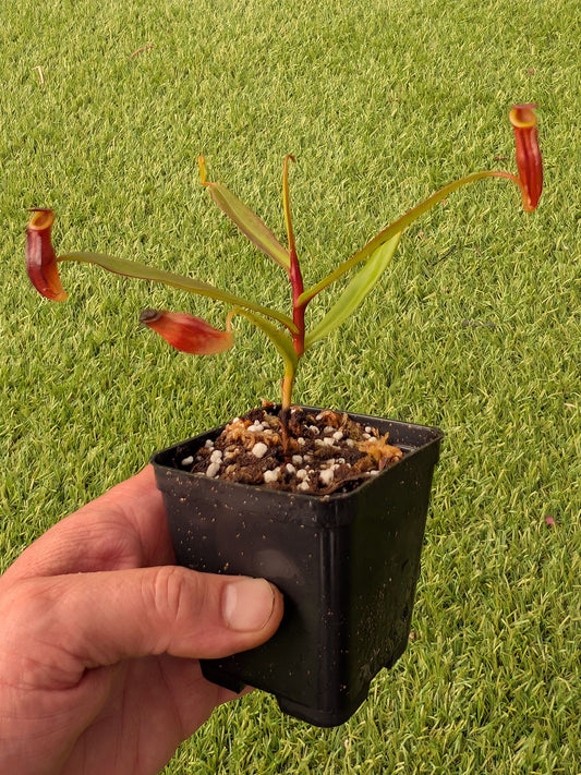 Nepenthes dubia Mt. Merapi, West Sumatra, Indonesia