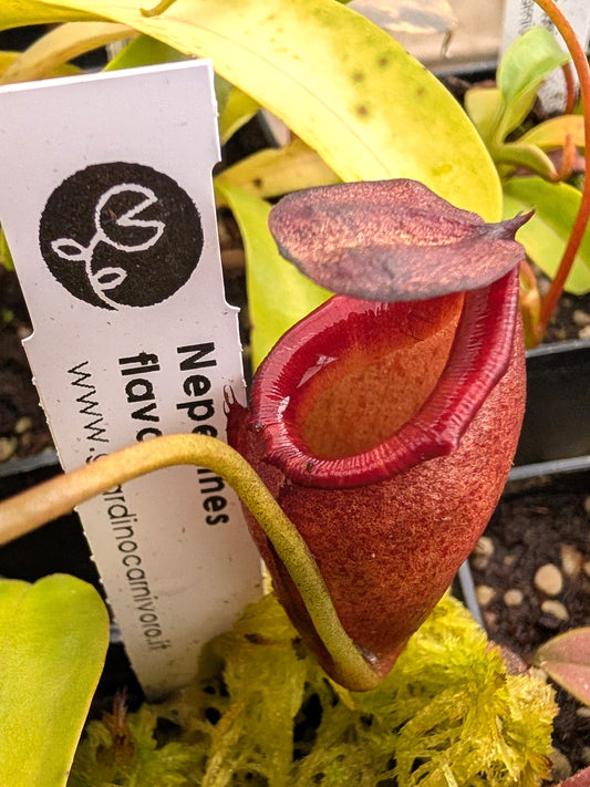 Nepenthes flava