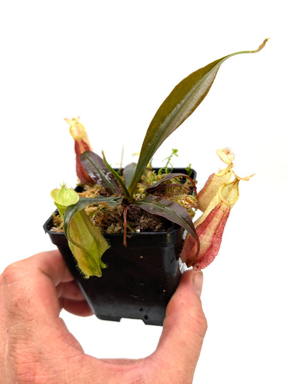 Nepenthes hemsleyana Borneo