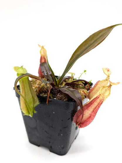 Nepenthes hemsleyana Borneo