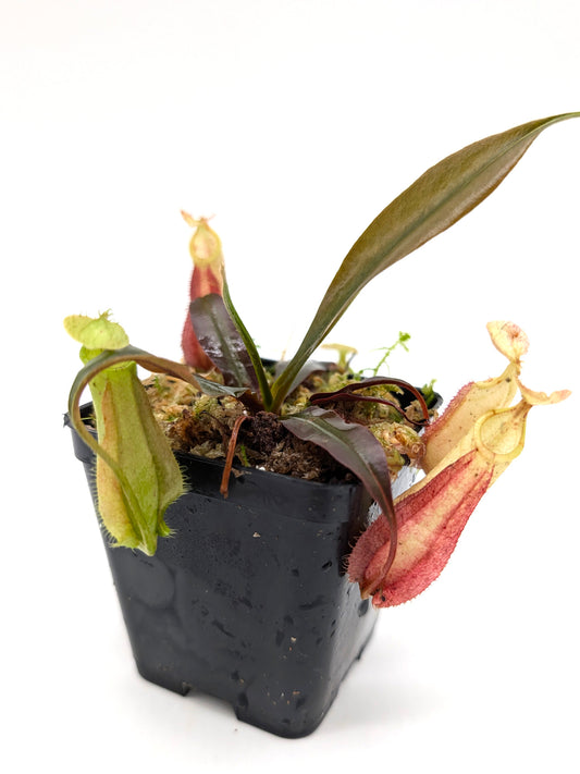 Nepenthes hemsleyana Borneo