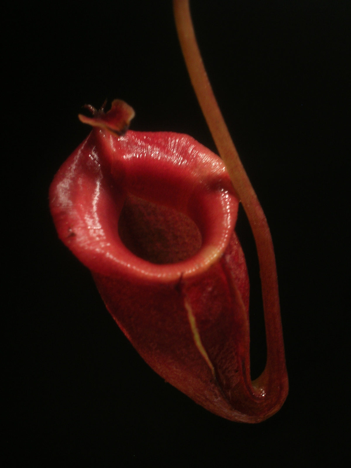 Nepenthes jacqueline  West Sumatra