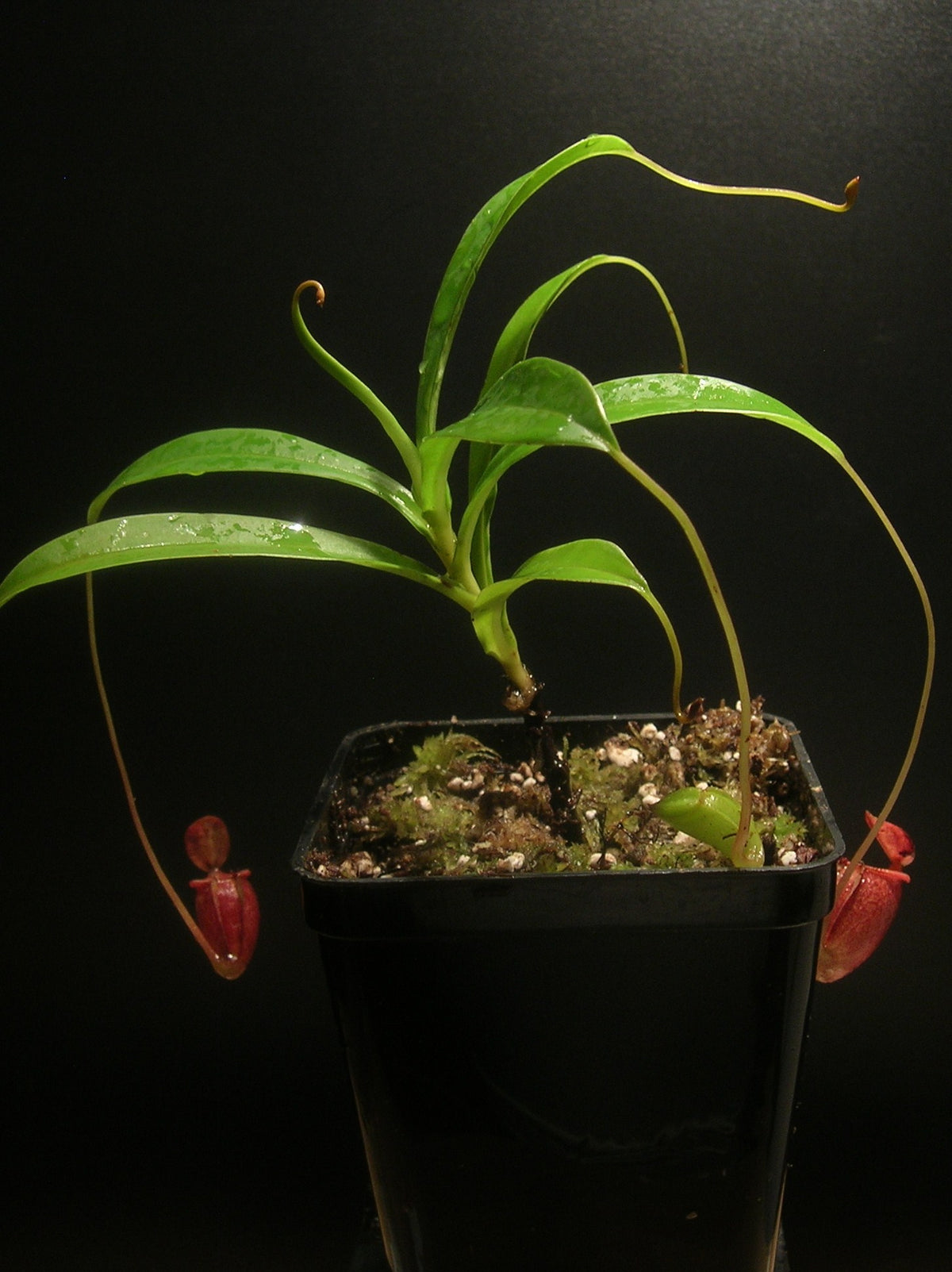 Nepenthes jacqueline  West Sumatra