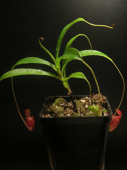 Nepenthes jacqueline  West Sumatra