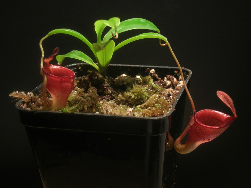Berg Nepenthes Jamban Barisan, Sumatra