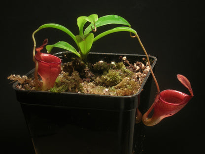 Berg Nepenthes Jamban Barisan, Sumatra