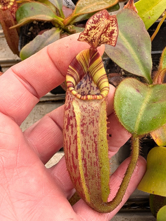 Nepenthes veitchii "Candy" x mollis