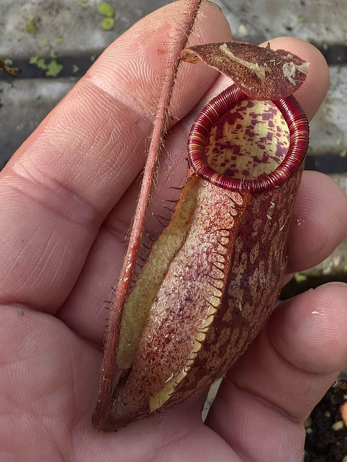 Nepenthes peltata   Mount Hamiguitan, Mindanao, Philippines