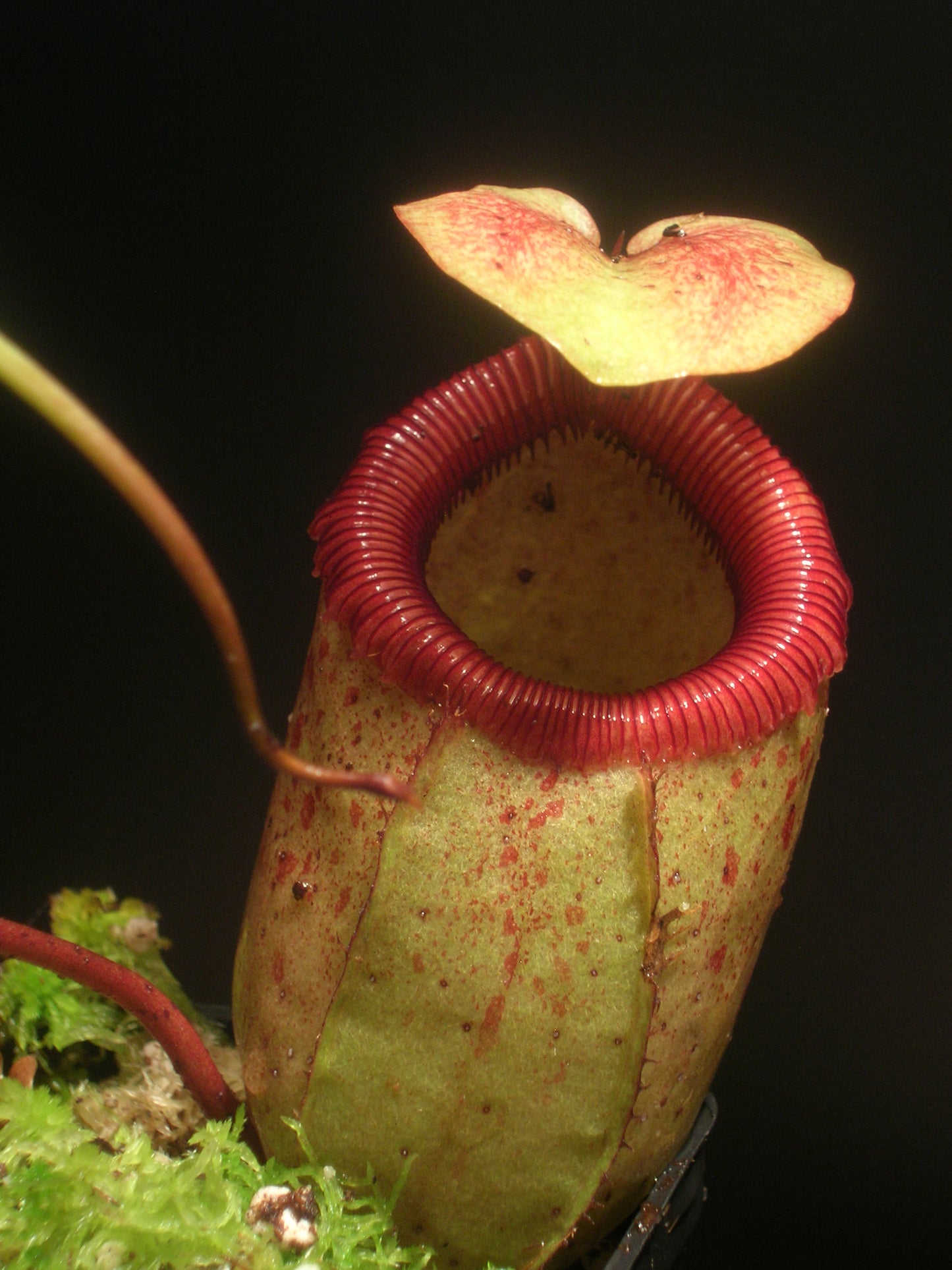 Nepenthes sibuyanensis  Guiting-Guiting, Philippines
