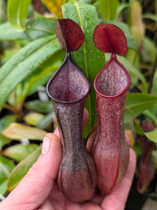 Nepenthes tobaica  BE-4089