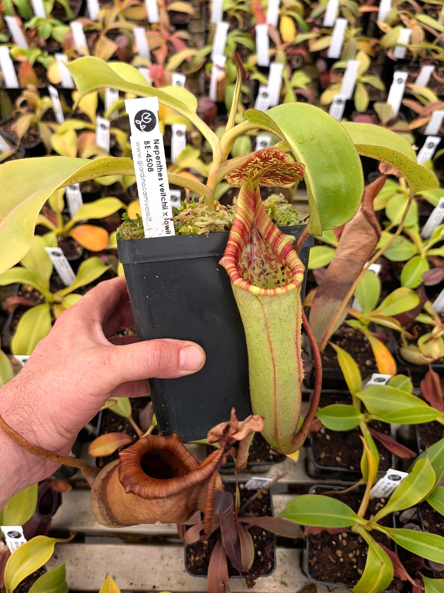 ASTA 5 : Nepenthes veitchii x lowii BE-4508 Large Size