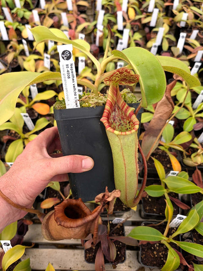 ASTA 5 : Nepenthes veitchii x lowii BE-4508 Large Size
