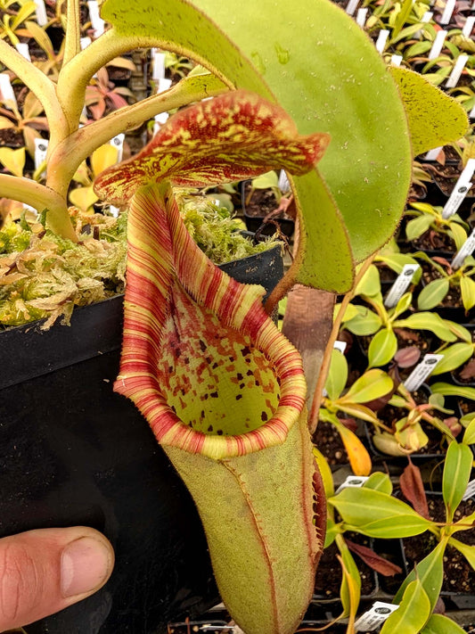 ASTA 5 : Nepenthes veitchii x lowii BE-4508 Large Size